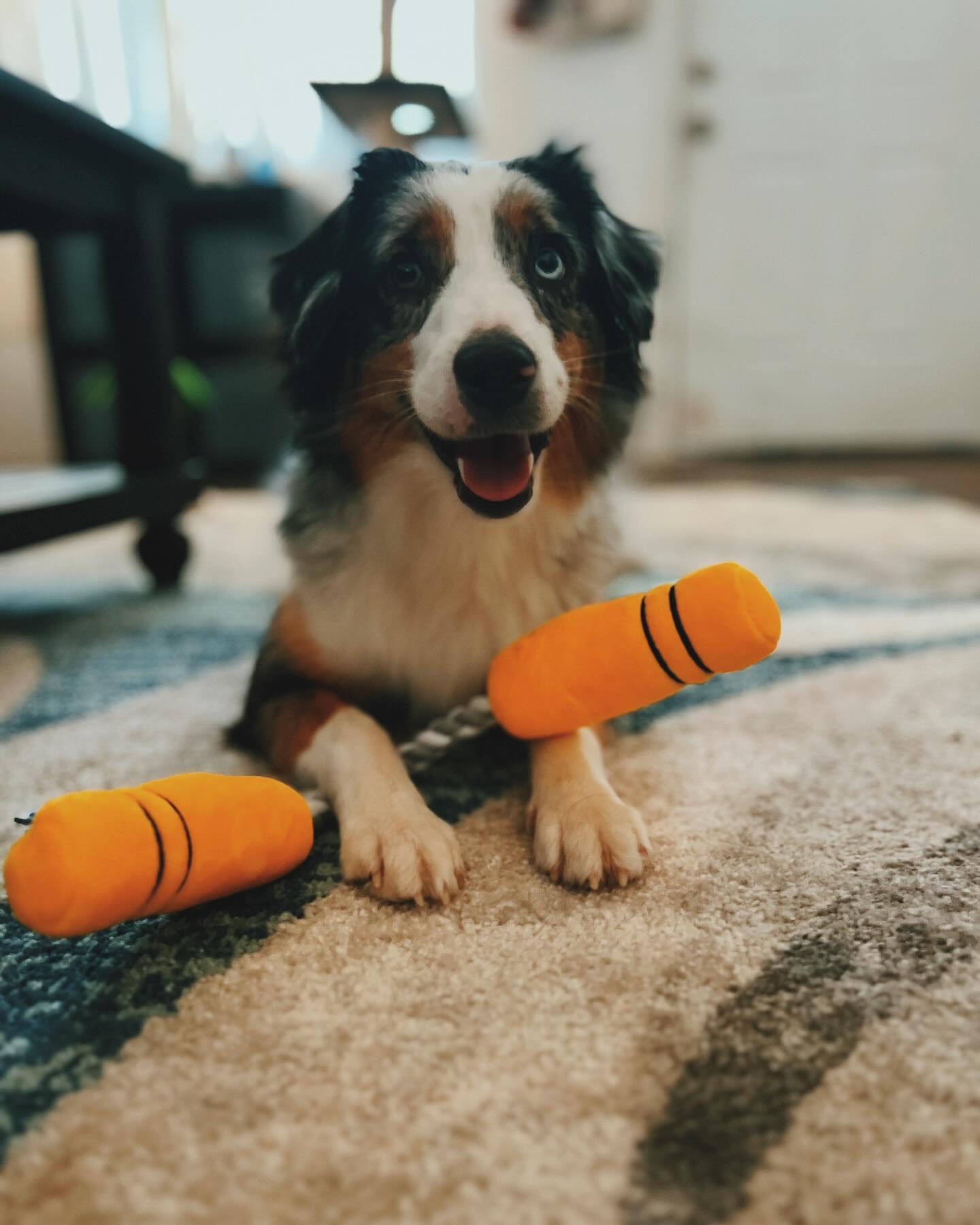 NUNCHUCKS TUG ROPE INTERACTIVE TOY - Southlake Paws