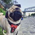 Load image into Gallery viewer, The "Bowtie" handmade leather harness black Small to Medium Size
