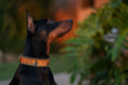 Load image into Gallery viewer, Ancient Egyptian Anubis Dog Collar 
