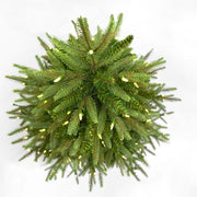 Kurt Adler 5-Foot 250-Light Incandescent Grand Fir Tree