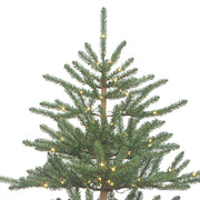 Kurt Adler 7-Foot Pre-Lit Warm White LED Mountain Pine Tree