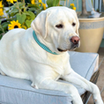 Load image into Gallery viewer, Turquoise Gingham Dog Collar
