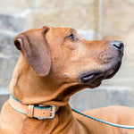 Sky Blue Cross Dog Collar