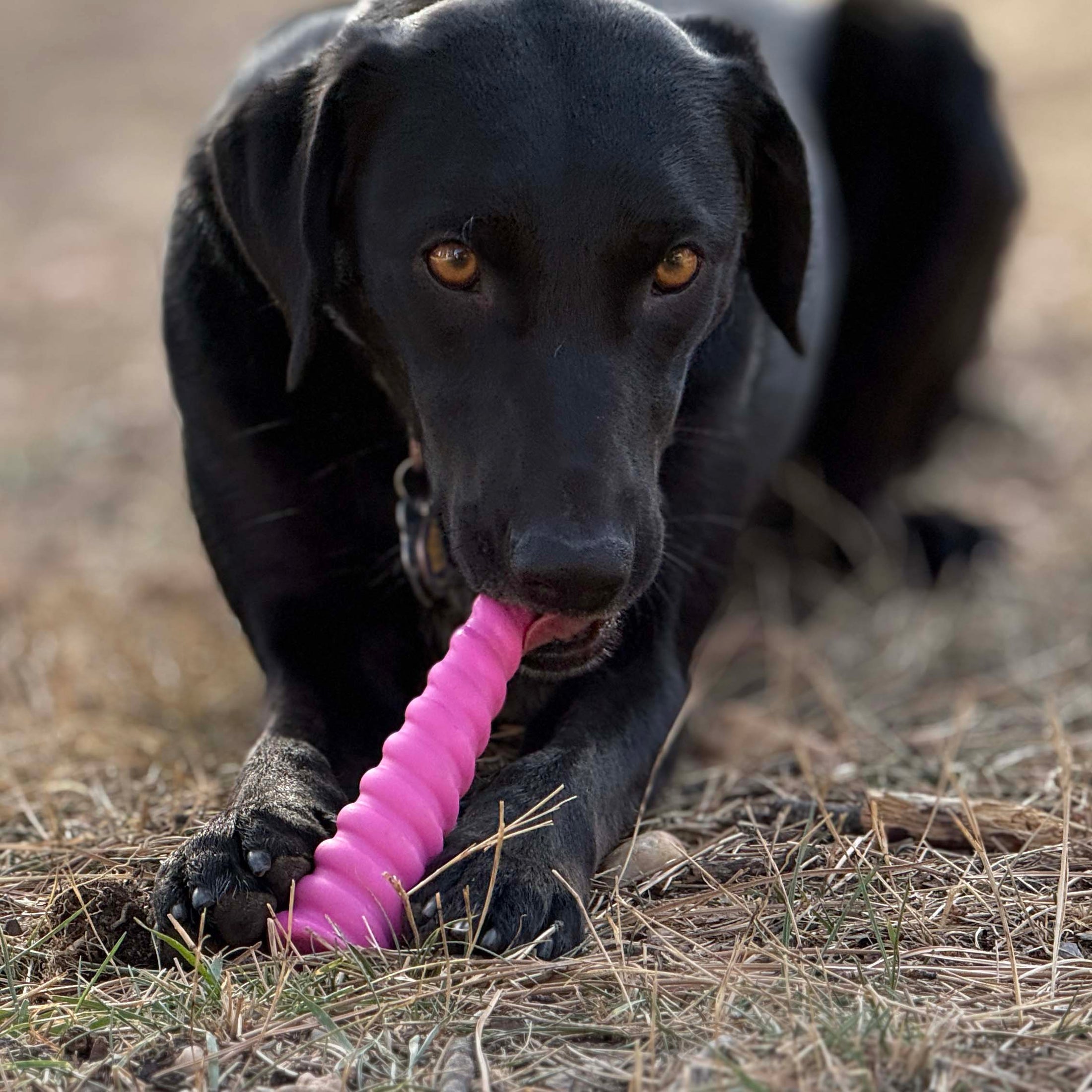 Black dog chewing on a pink unicorn horn-shaped nylon dog chew toy on grass. Durable for aggressive chewers.
