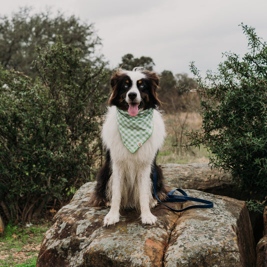 Spring Green Gingham Dog Bandana
