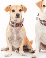 WINTER NECKTIE