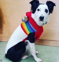 Load image into Gallery viewer, Vintage Ski Hoodie Dog Sweater
