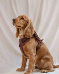 Load image into Gallery viewer, Wander! Bow Harness 2.0 - Cocoa
