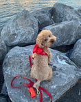 Load image into Gallery viewer, Wander! Bow Harness 2.0 - Cherry
