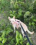 Load image into Gallery viewer, Wander! Multiway Leash & Poop Pouch Ballerina
