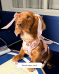 Load image into Gallery viewer, Wander! Bow Harness 2.0 - Blossom Gingham

