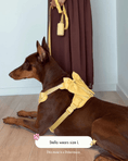 Load image into Gallery viewer, Wander! Bow Harness 2.0 - Buttercream
