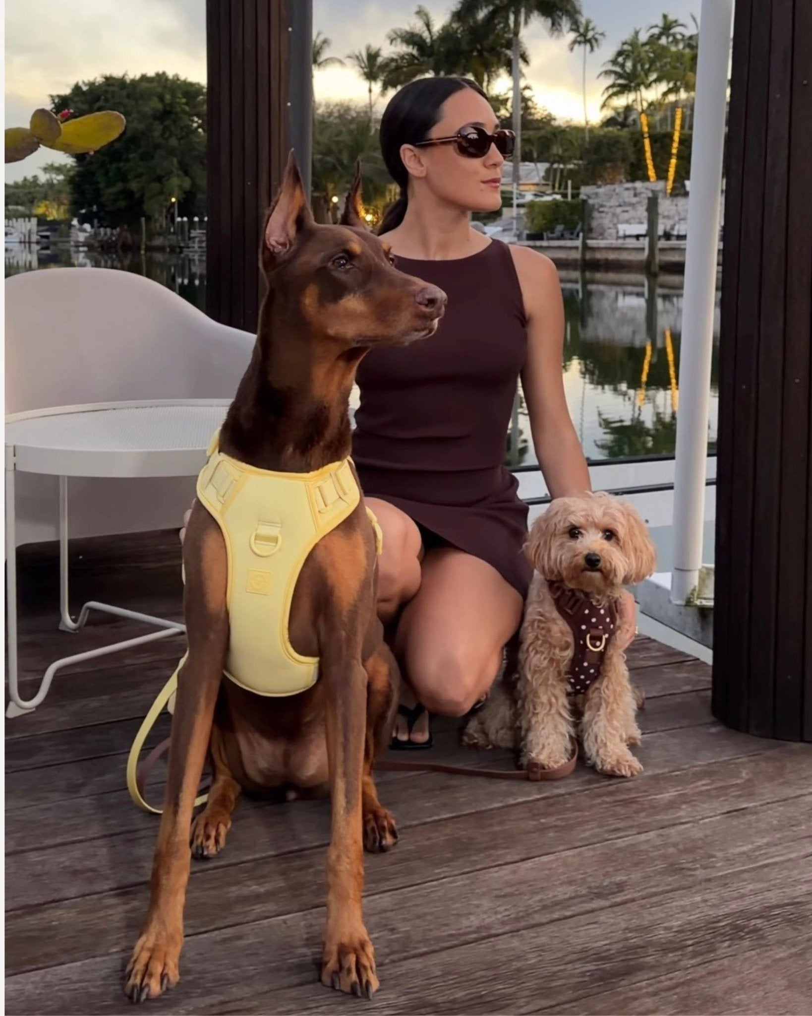 Wander! Bow Harness 2.0 - Buttercream