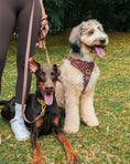 Load image into Gallery viewer, Wander! Collar 2.0 - Cocoa Polka Dot

