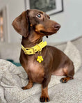 Load image into Gallery viewer, Wander! Collar 2.0 - Buttercream
