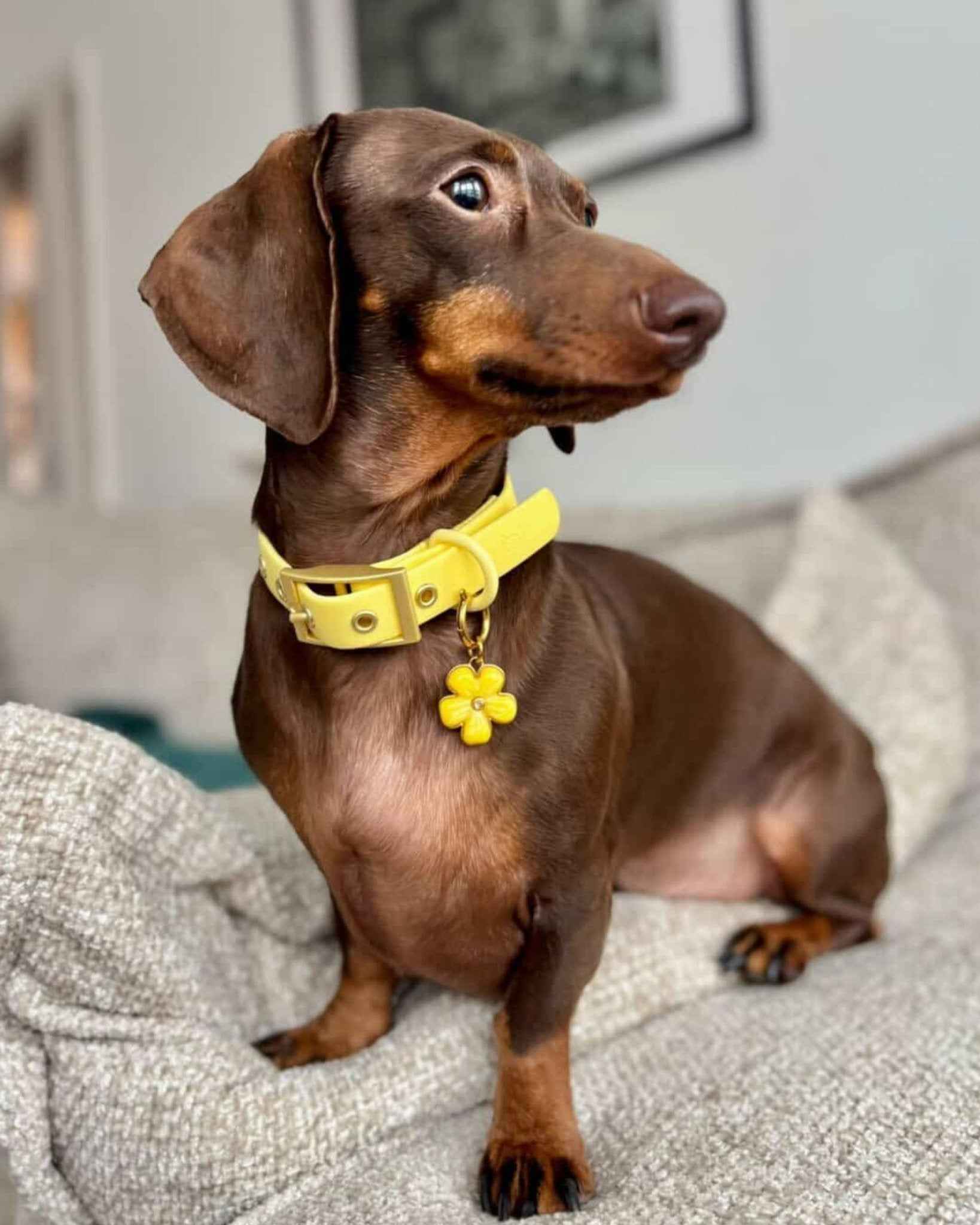 Wander! Collar 2.0 - Buttercream