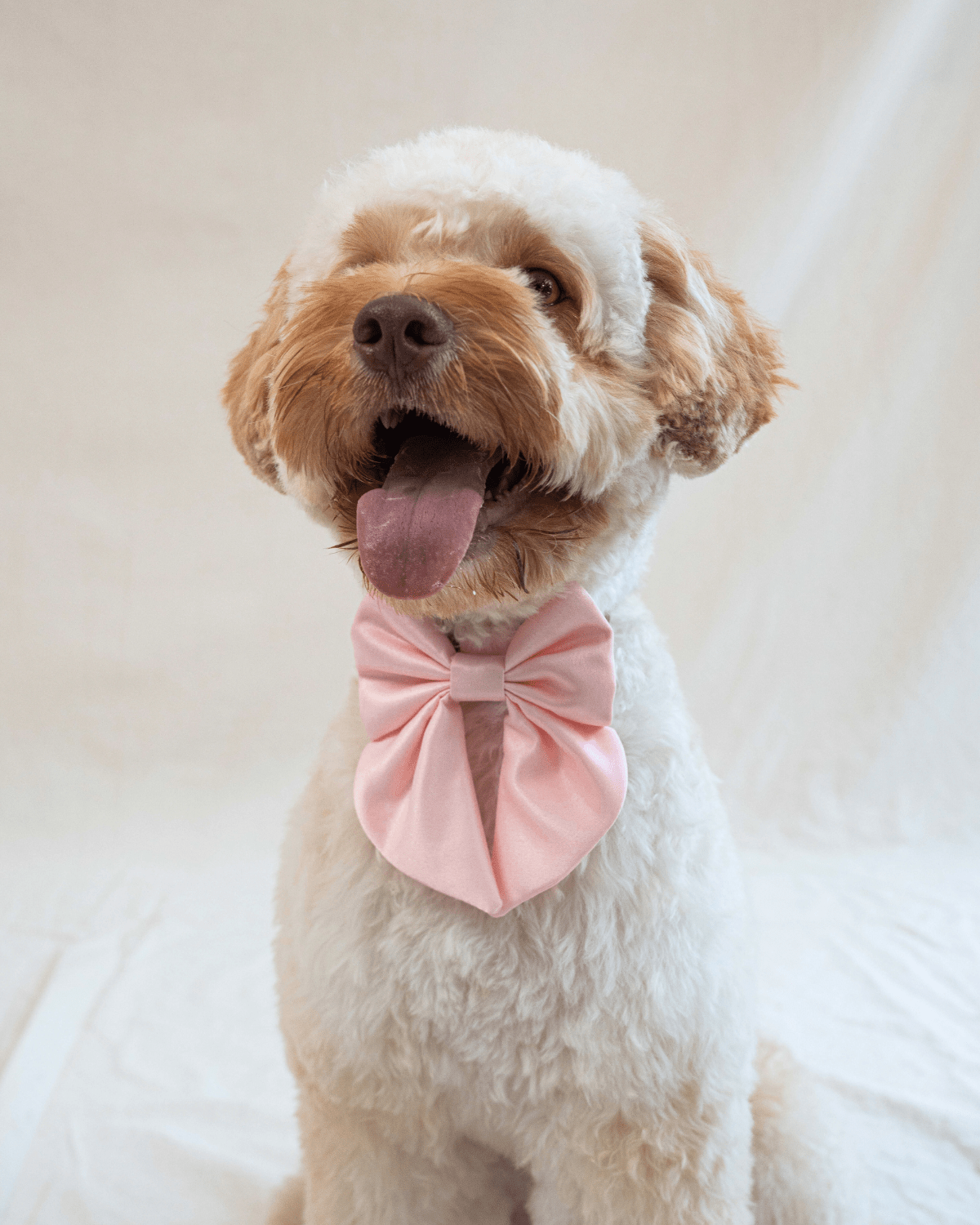 Satin Collar Bow - Blossom
