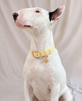 Load image into Gallery viewer, Wander! Collar 2.0 - Buttercream
