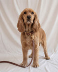 Load image into Gallery viewer, Wander! Collar 2.0 - Cocoa
