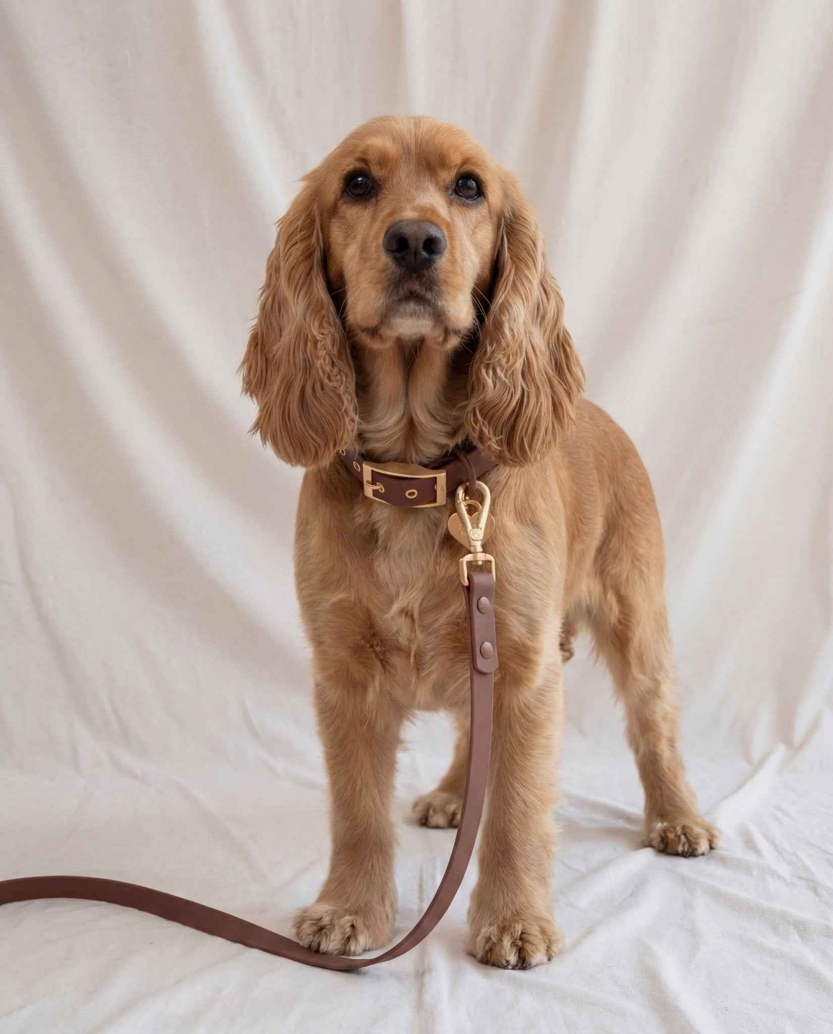 Wander! Collar 2.0 - Cocoa