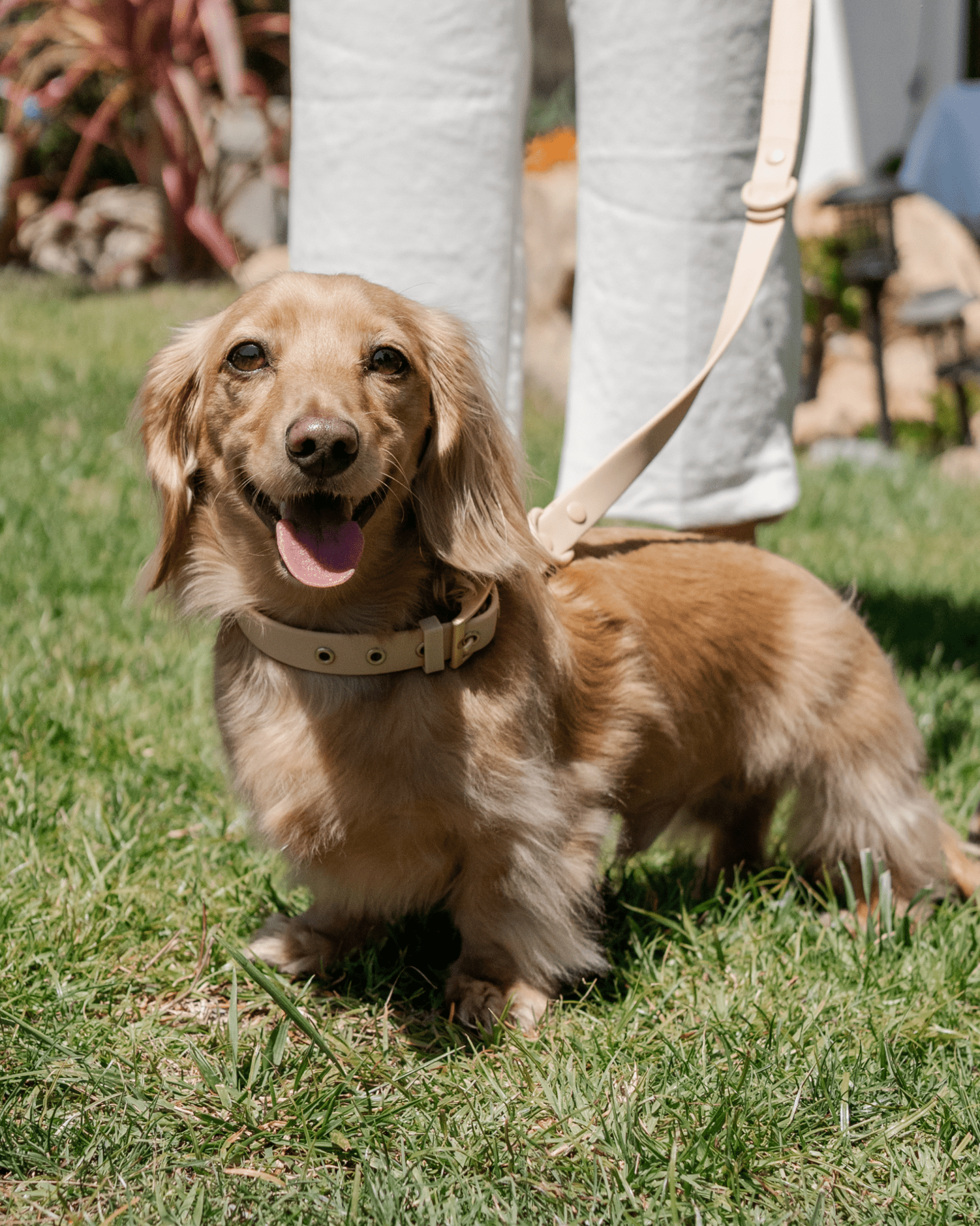 Wander! Multiway Leash -  Latte