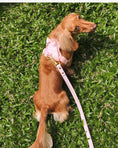 Load image into Gallery viewer, Wander! Multiway Leash - Blossom Gingham
