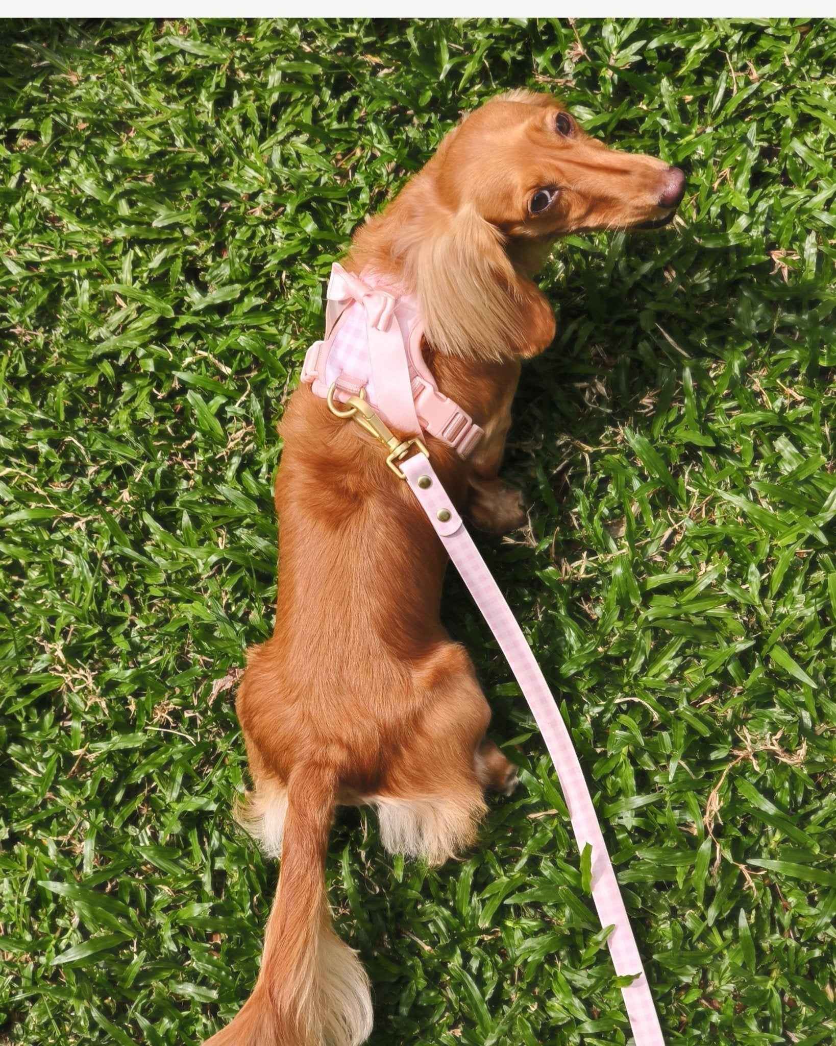 Wander! Multiway Leash - Blossom Gingham