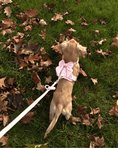 Load image into Gallery viewer, Wander! Multiway Leash - Blossom
