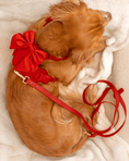 Load image into Gallery viewer, Wander! Multiway Leash -  Cherry
