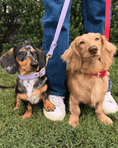 Load image into Gallery viewer, Wander! Waterproof Collar - Lilac
