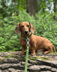 Load image into Gallery viewer, Wander! Multiway Leash -  Martini
