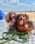 Load image into Gallery viewer, Wander! Multiway Leash -  Martini
