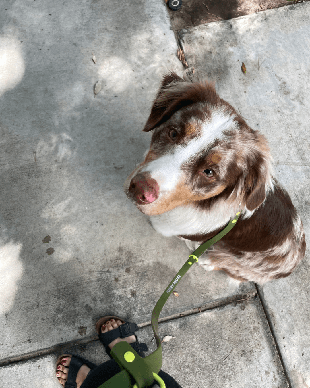 Wander! Multiway Leash -  Martini