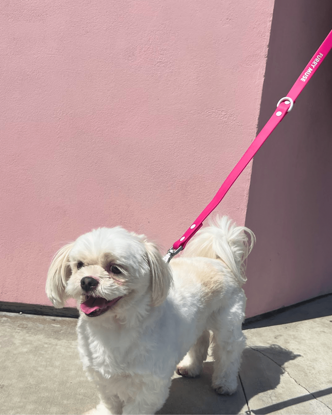 Wander! Multiway Leash - Bubblegum