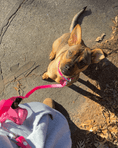 Load image into Gallery viewer, Wander! Multiway Leash - Bubblegum
