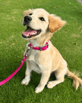 Load image into Gallery viewer, Wander! Multiway Leash - Bubblegum
