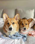 Load image into Gallery viewer, Wander! Multiway Leash -  Sky

