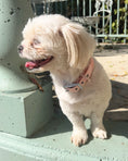 Load image into Gallery viewer, Wander! Waterproof Collar - Blossom

