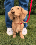 Load image into Gallery viewer, Wander! Waterproof Collar - Cherry
