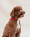 Load image into Gallery viewer, Wander! Waterproof Collar - Cherry
