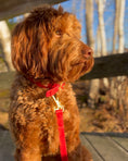 Load image into Gallery viewer, Wander! Waterproof Collar - Cherry
