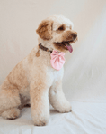 Load image into Gallery viewer, Wander! Waterproof Collar - Leopard
