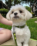 Load image into Gallery viewer, Wander! Waterproof Collar - Martini
