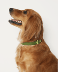 Load image into Gallery viewer, Wander! Waterproof Collar - Martini
