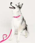 Load image into Gallery viewer, Wander! Waterproof Collar - Bubblegum
