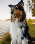 Load image into Gallery viewer, Wander! Waterproof Collar - Sky
