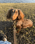 Load image into Gallery viewer, Wander! Waterproof Collar - Leopard
