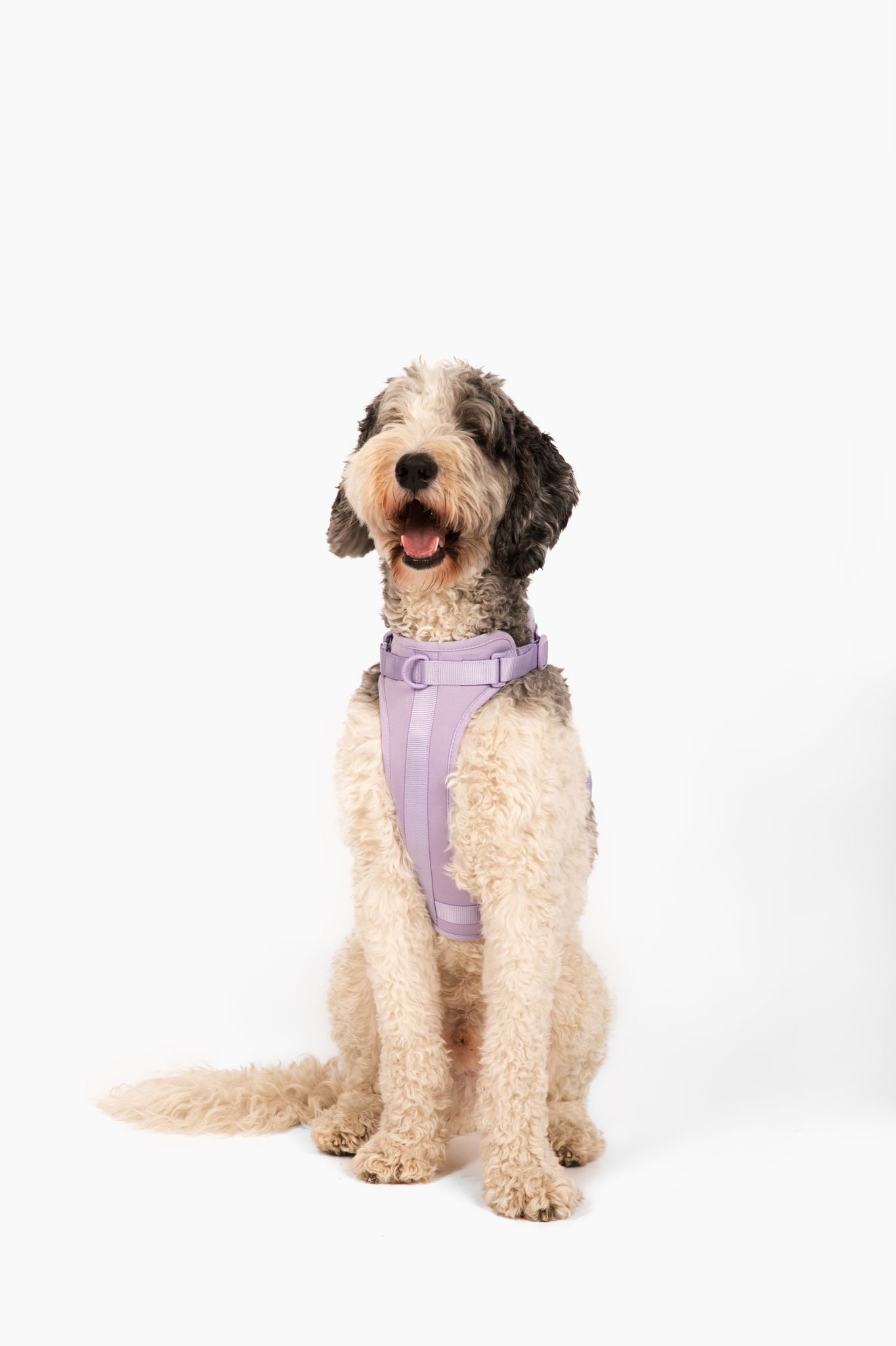 Harness - Southlake Paws