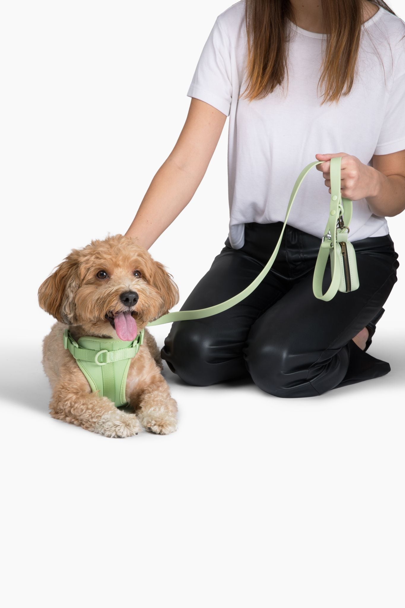 Harness - Southlake Paws