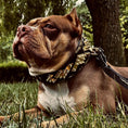 Load image into Gallery viewer, The ''Midas'' Collar Gold
